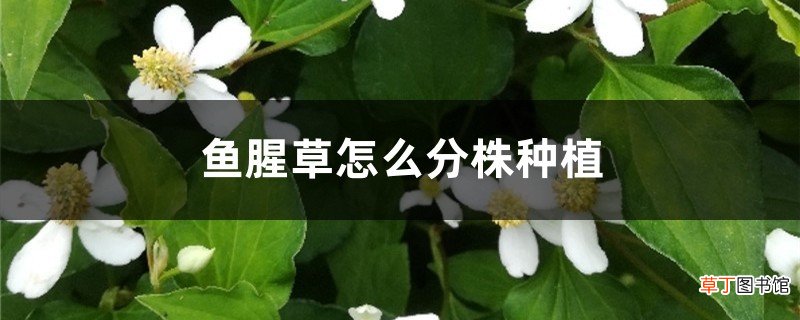鱼腥草怎么分株种植，北方可以种吗