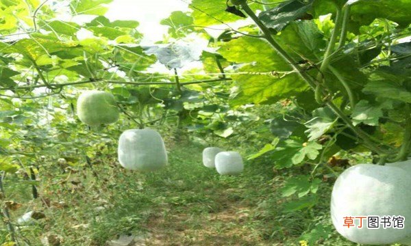 米冬瓜和冬瓜的区别