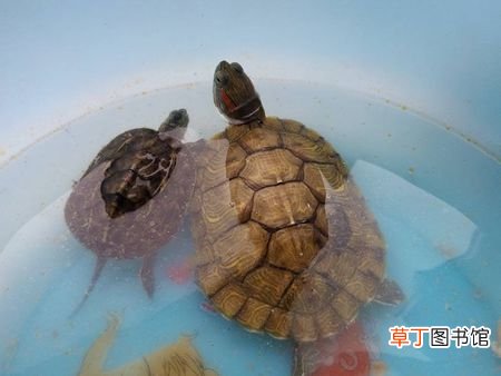 王八吃什么