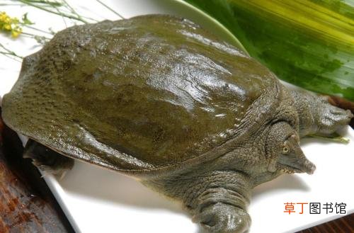 王八吃什么
