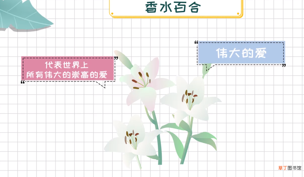 香水百合花语