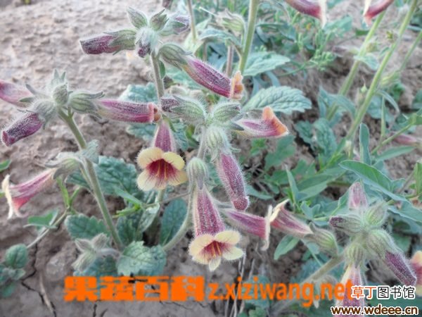 熟地黄的功效和作用