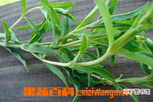 茵陈的功效与作用
