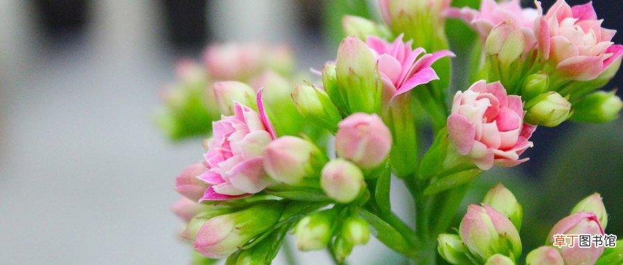 长寿花为什么致癌