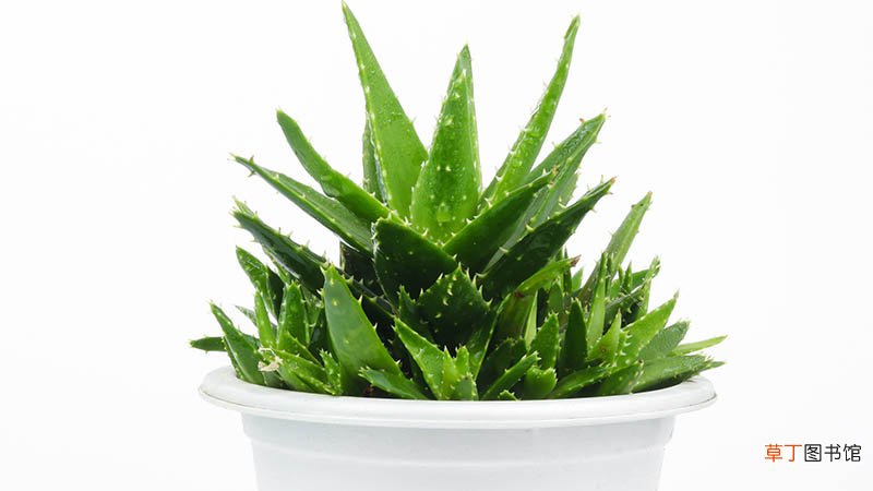 芦荟摆放家里禁忌有哪些