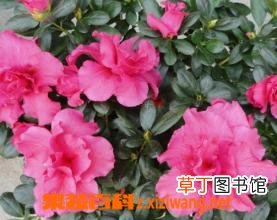 如何养好比利时杜鹃 比利时杜鹃的养殖方法技巧