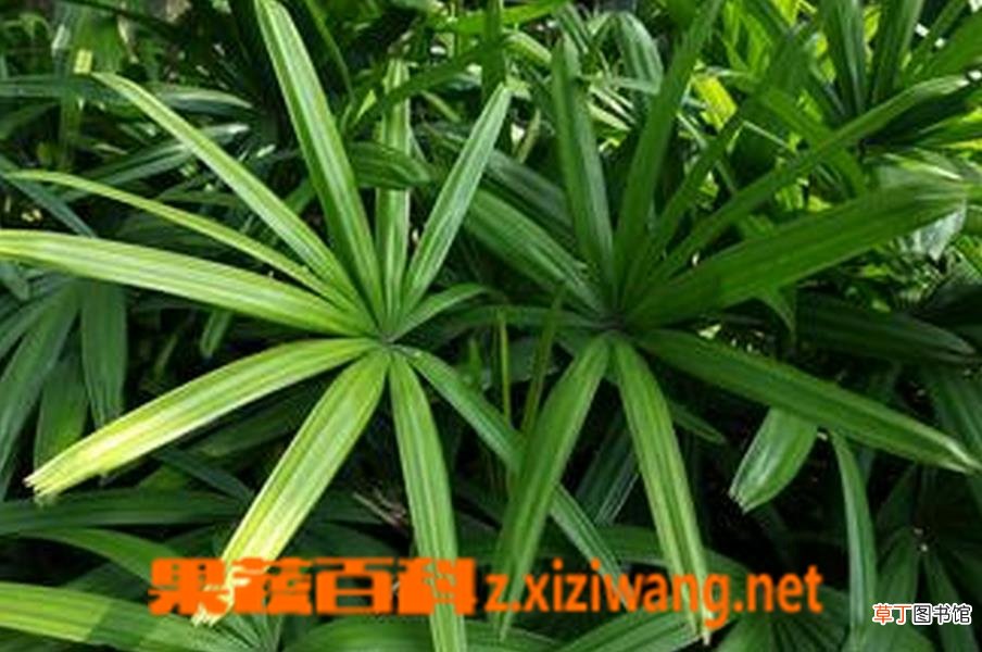 凤尾竹叶子发黄的原因及解决办法
