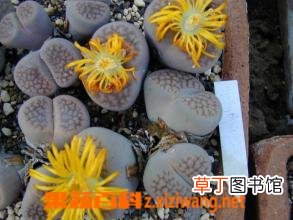 生石花的蜕皮过程 生石花如何断水