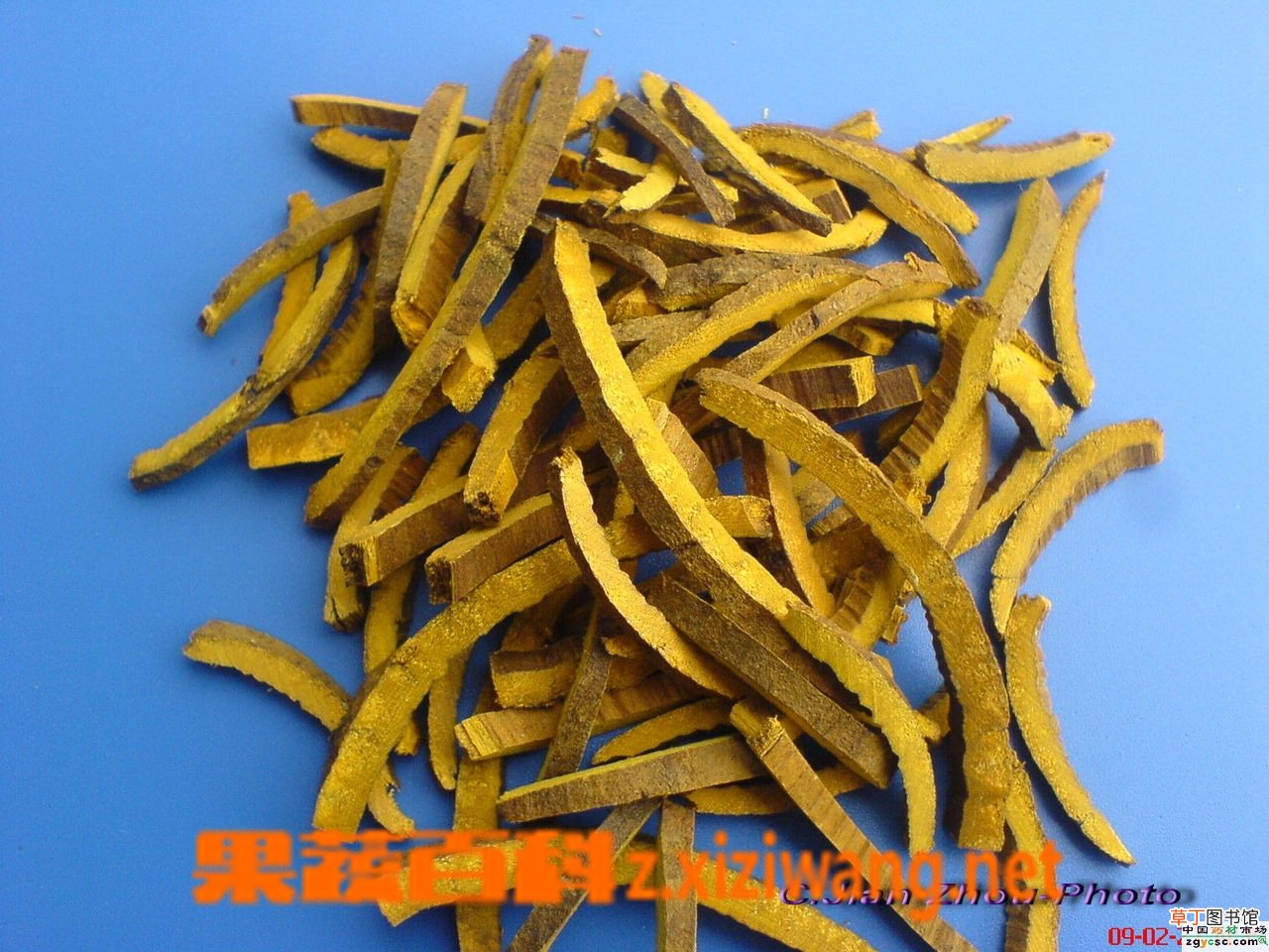 黄柏的功效与作用