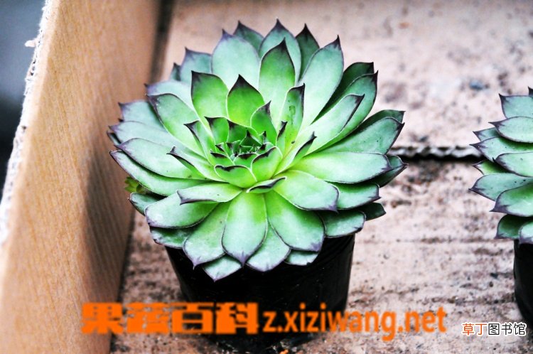 景天科观音莲有毒吗 景天科观音莲的繁殖方法