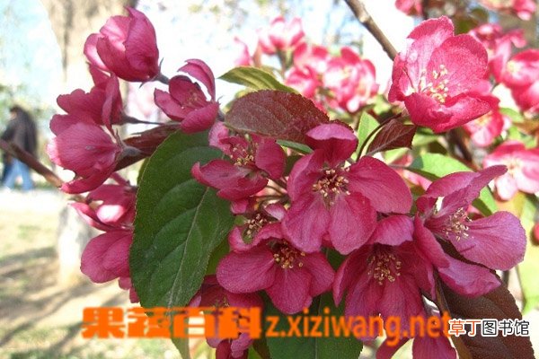 竹节海棠如何养殖 竹节海棠的养殖方法