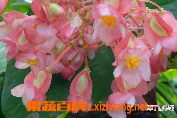 竹节海棠如何养殖 竹节海棠的养殖方法