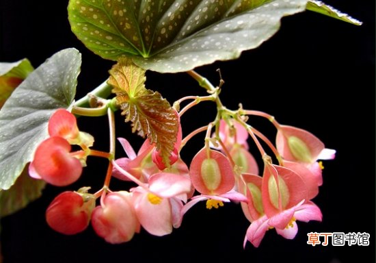 竹节海棠如何养殖 竹节海棠的养殖方法