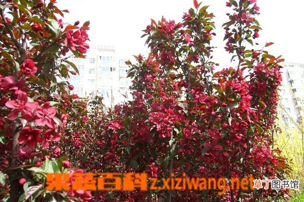竹节海棠如何养殖 竹节海棠的养殖方法