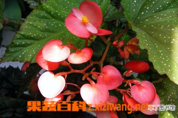 竹节海棠如何养殖 竹节海棠的养殖方法