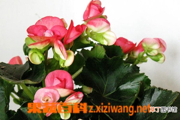 竹节海棠如何养殖 竹节海棠的养殖方法