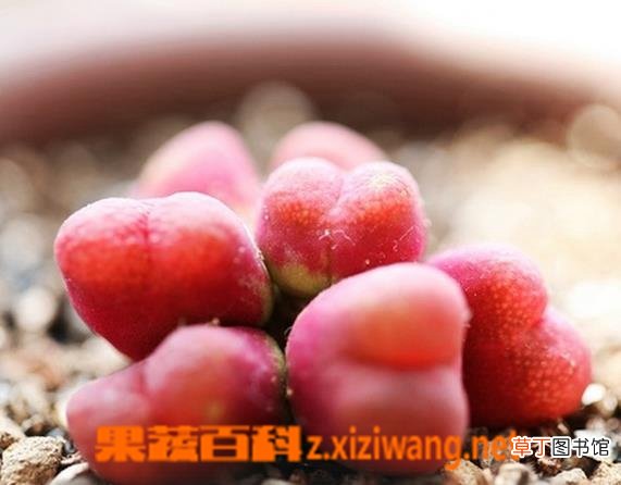 毛汉尼蜕皮如何断水