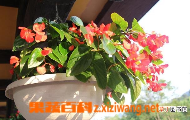如何养好海棠花 海棠花的养殖方法技巧
