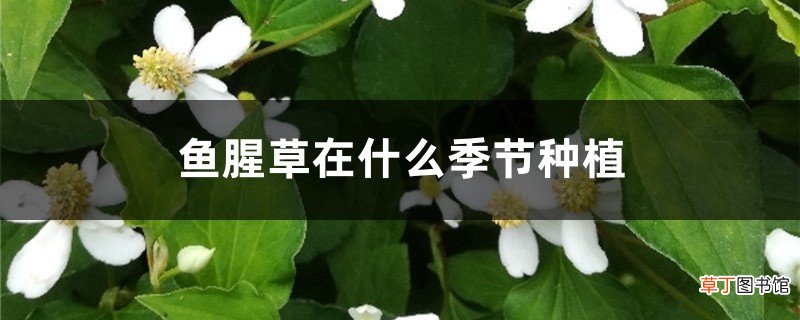 鱼腥草在什么季节种植，怎么种植