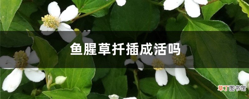 鱼腥草扦插成活吗，鱼腥草扦插时间