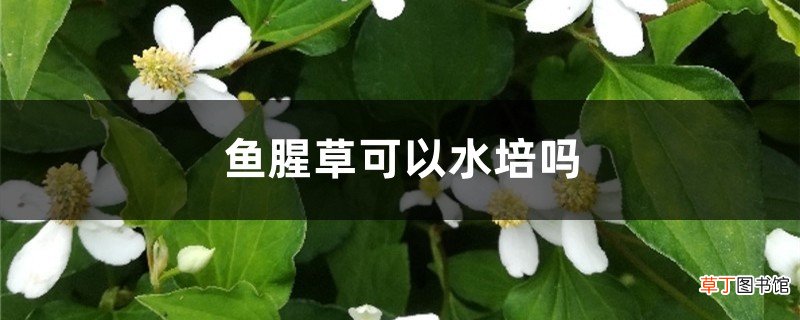 鱼腥草可以水培吗，怎么水培