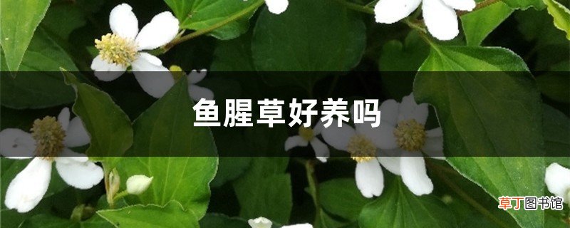鱼腥草好养吗，怎么养长的好