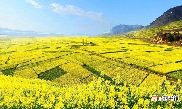 油菜花是什么季节开的