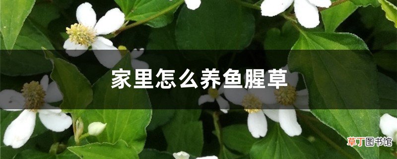 家里怎么养鱼腥草，鱼腥草有毒吗
