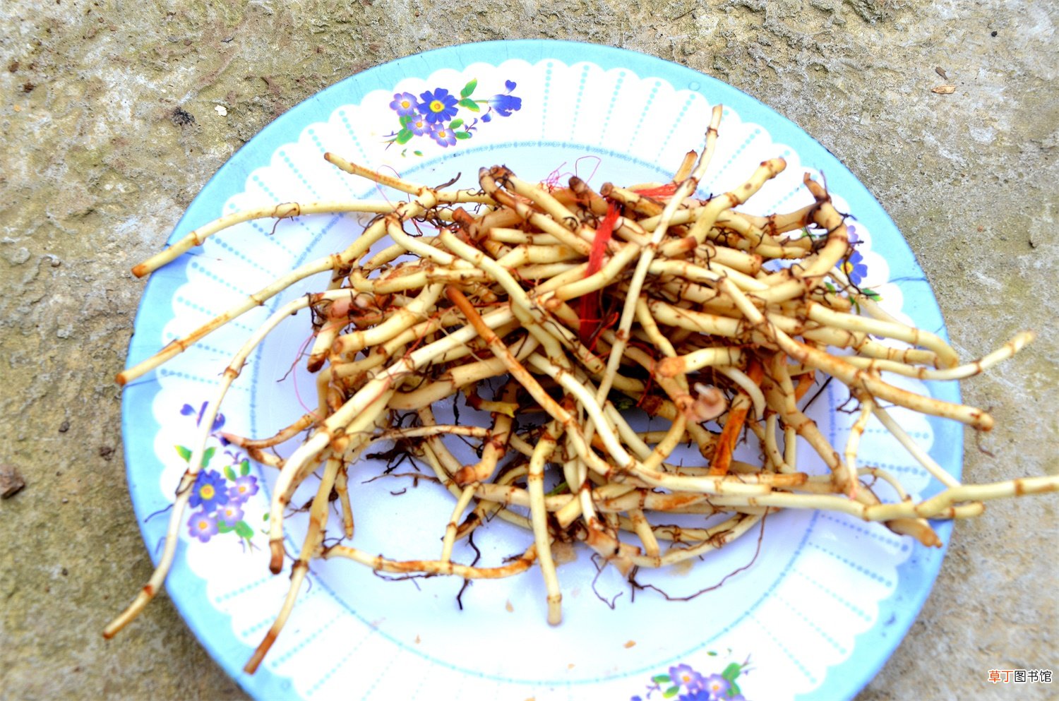 家里怎么养鱼腥草，鱼腥草有毒吗