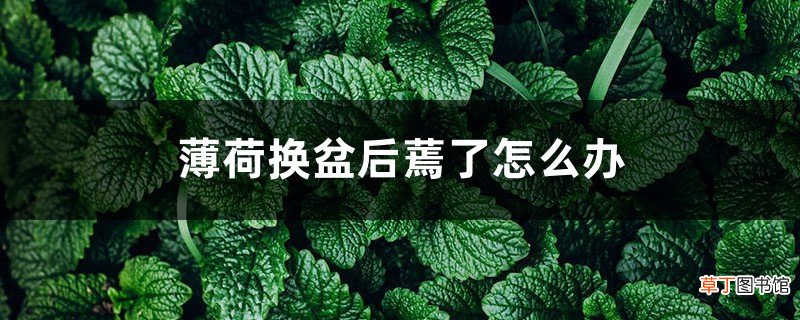 薄荷换盆后蔫了怎么办，薄荷换盆正确方法