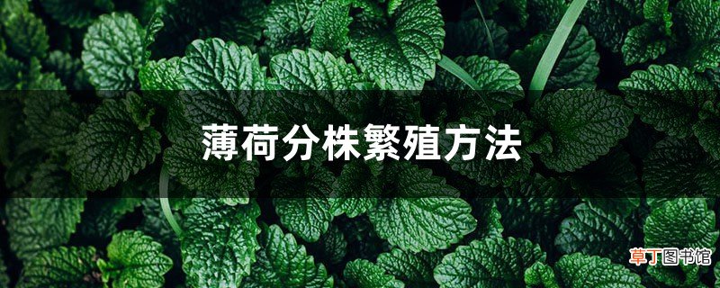 薄荷分株繁殖方法，薄荷自己会分株吗