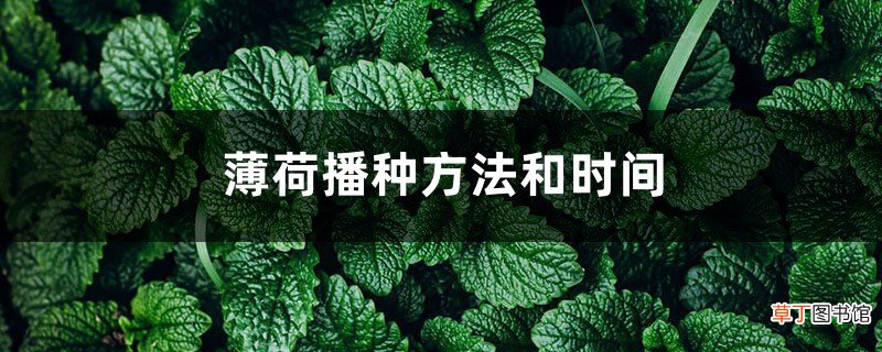 薄荷播种方法和时间,薄荷可以一年四季种吗