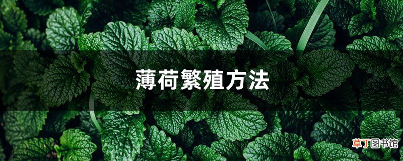薄荷繁殖方法，剪下来的薄荷怎么利用