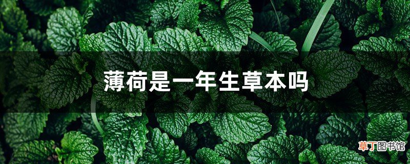 薄荷是一年生草本吗，薄荷可以养几年