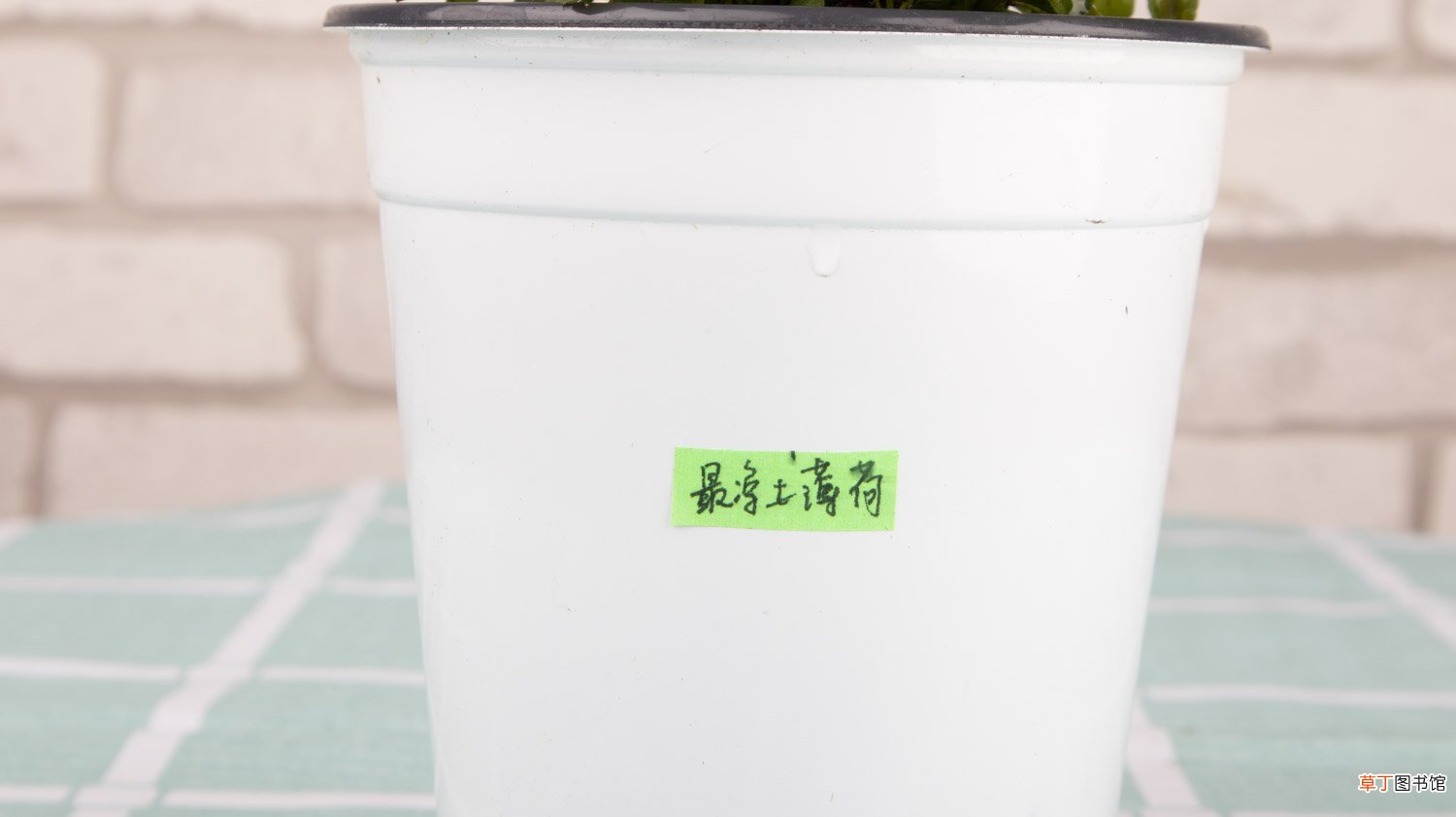 薄荷是一年生草本吗，薄荷可以养几年