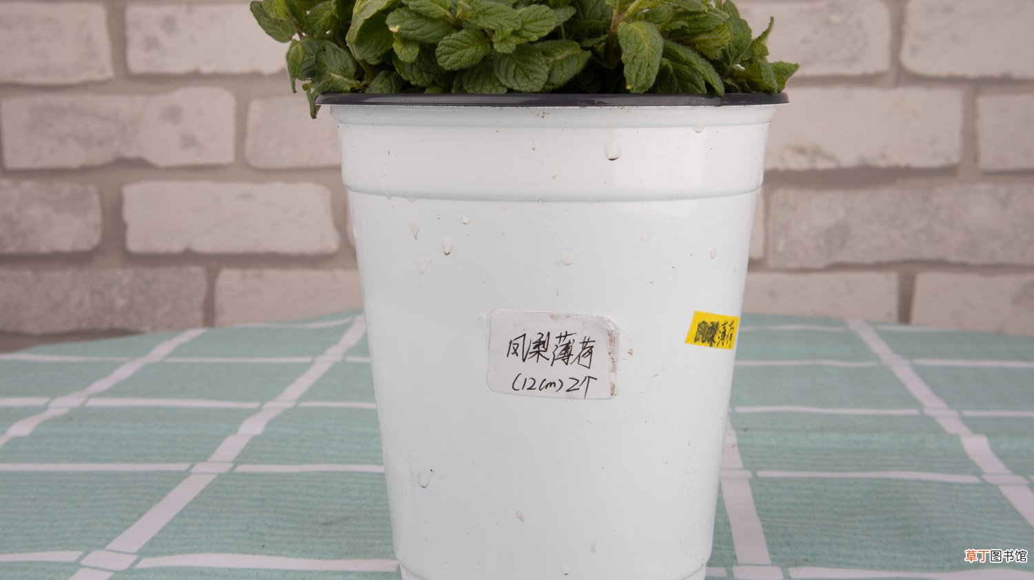 薄荷什么样子，薄荷的外形特征和作用