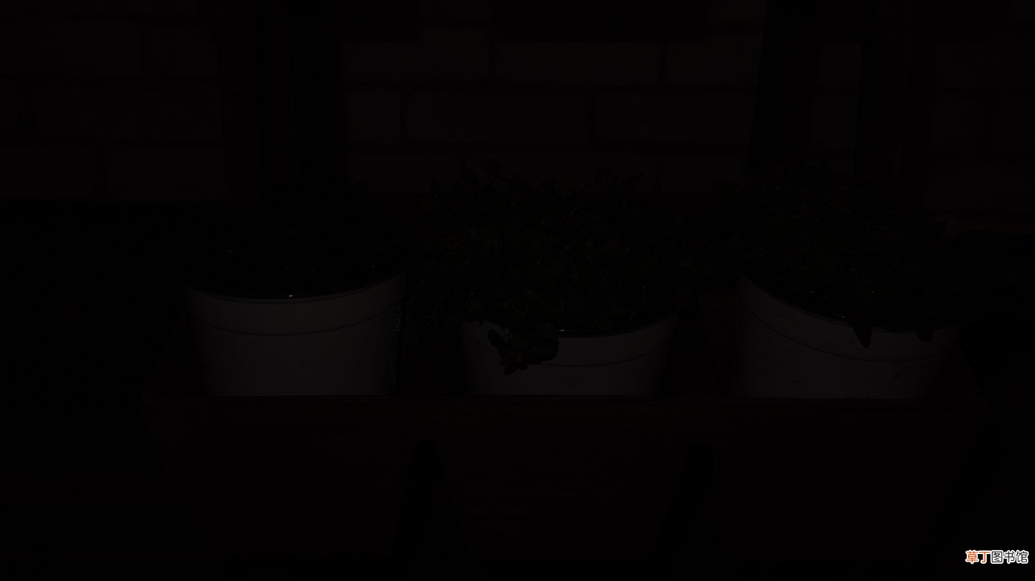 薄荷什么样子，薄荷的外形特征和作用