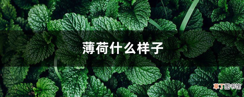 薄荷什么样子，薄荷的外形特征和作用
