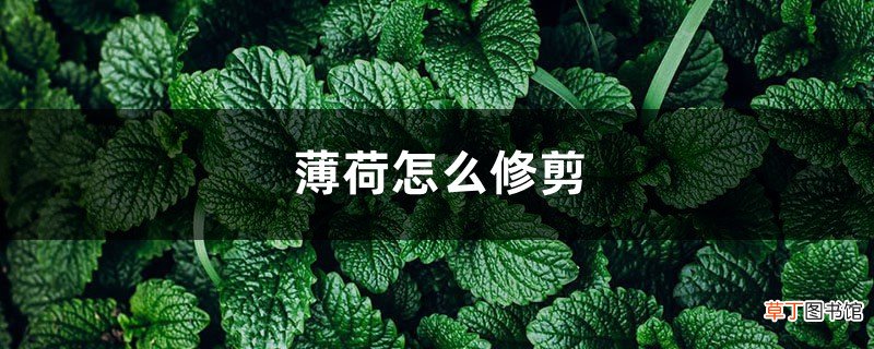 薄荷怎么修剪，修剪下来的薄荷怎么用