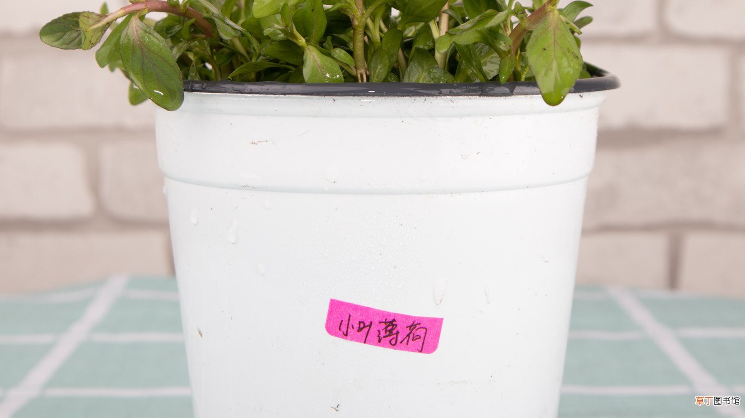 薄荷怎么修剪，修剪下来的薄荷怎么用