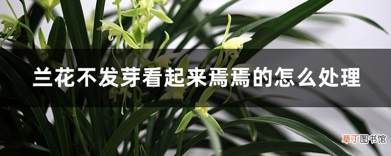 兰花不发芽看起来焉焉的怎么处理