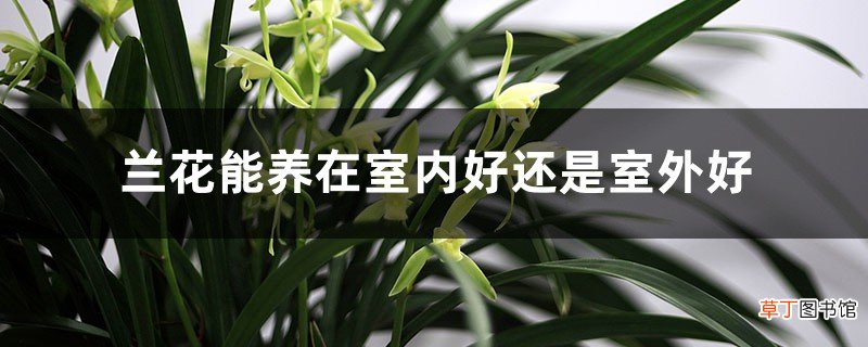兰花养在室内好还是室外好，室内盆栽兰花怎么养护