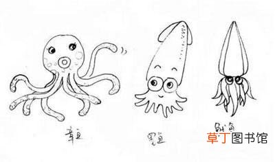 八爪鱼和鱿鱼的区别