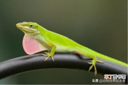 小刺猬养多久才会认主人 刺猬能活多久