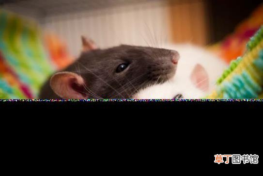 小刺猬养多久才会认主人 刺猬能活多久