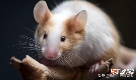 小刺猬养多久才会认主人 刺猬能活多久