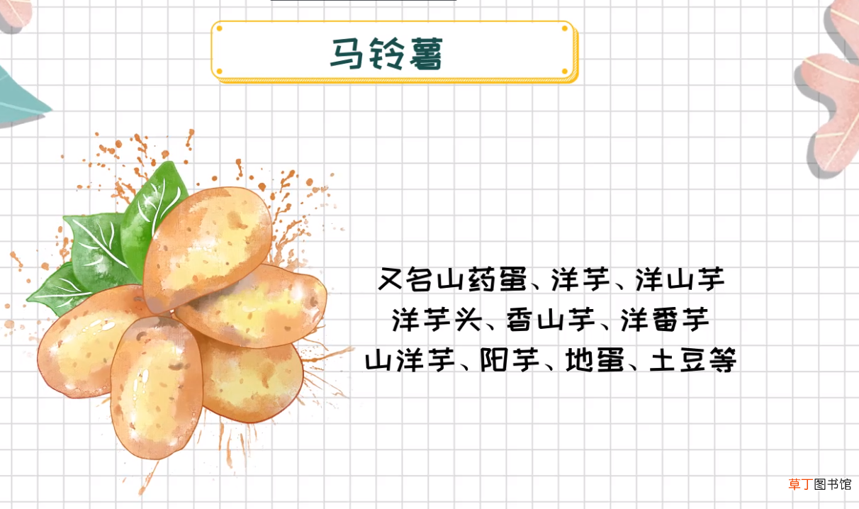 马铃薯和土豆的区别