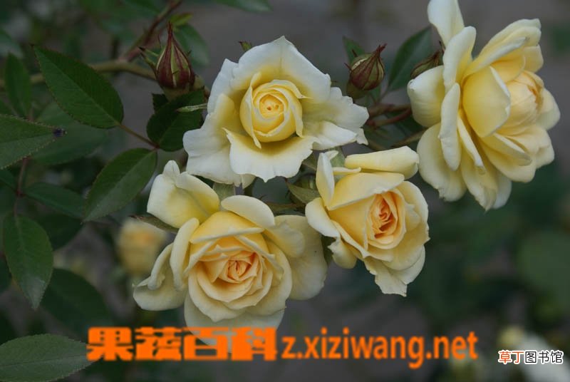 枝干洋葵的养殖方法和技巧