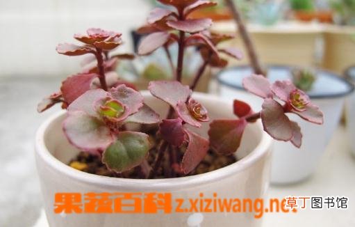 小球玫瑰的种植与养护