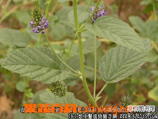 补骨脂的功效与作用